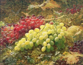 Trauben